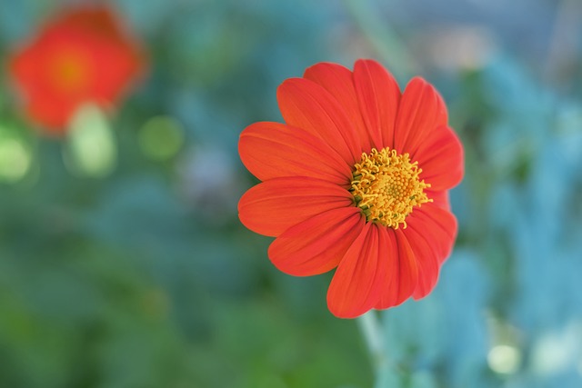 作为中国足 作为中国足